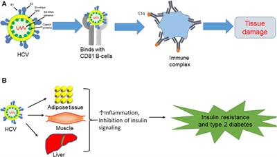 Therapeutic approaches for chronic hepatitis C: a concise review